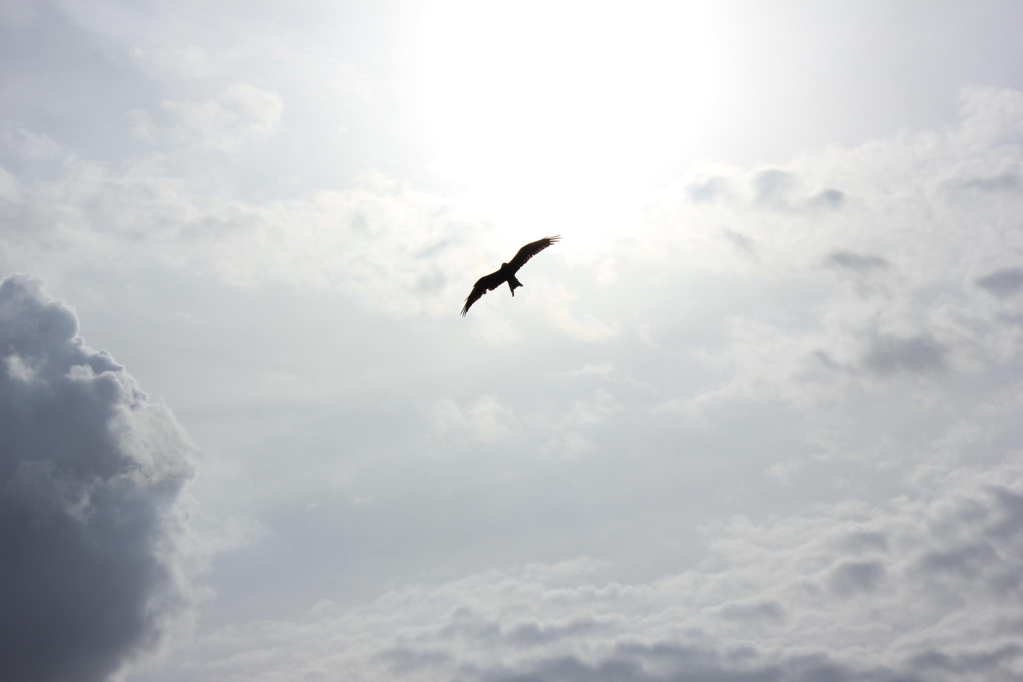 Soar Like an Eagle Eagle